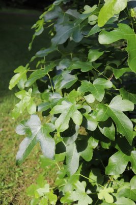 Liquidambar styraciflua 'Rotundiloba' - ambroň západní - listy